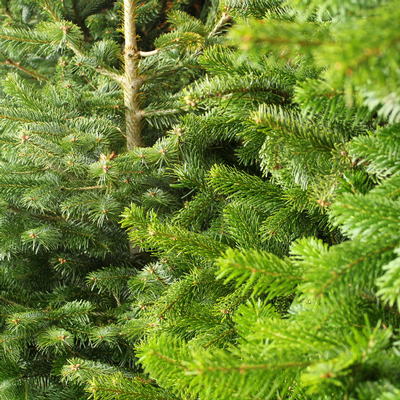 FRESH CHRISTMAS TREES (FREE DELIVERY)